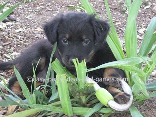 Black Puppy